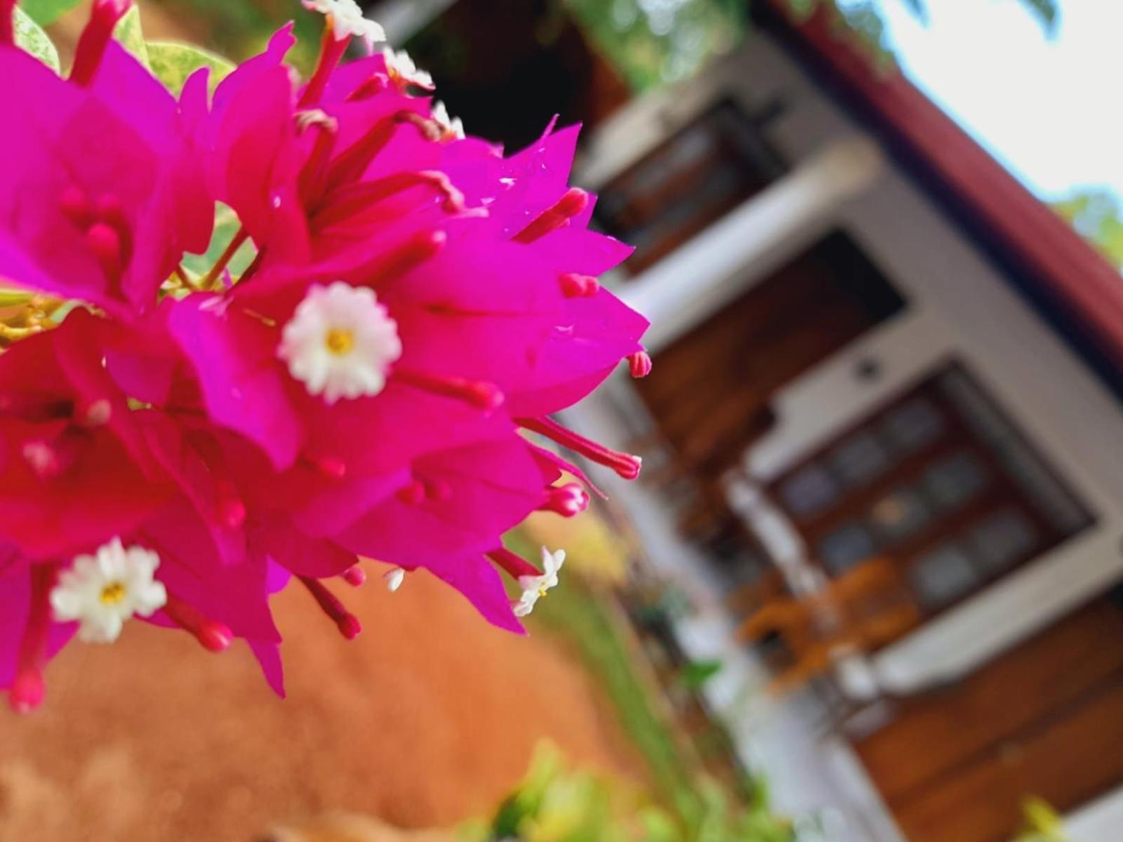 The Cozy Cottage Habarana Exterior foto